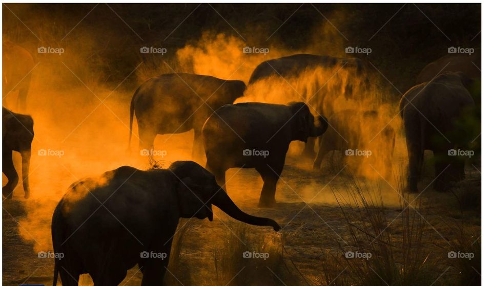 Fire Elephants