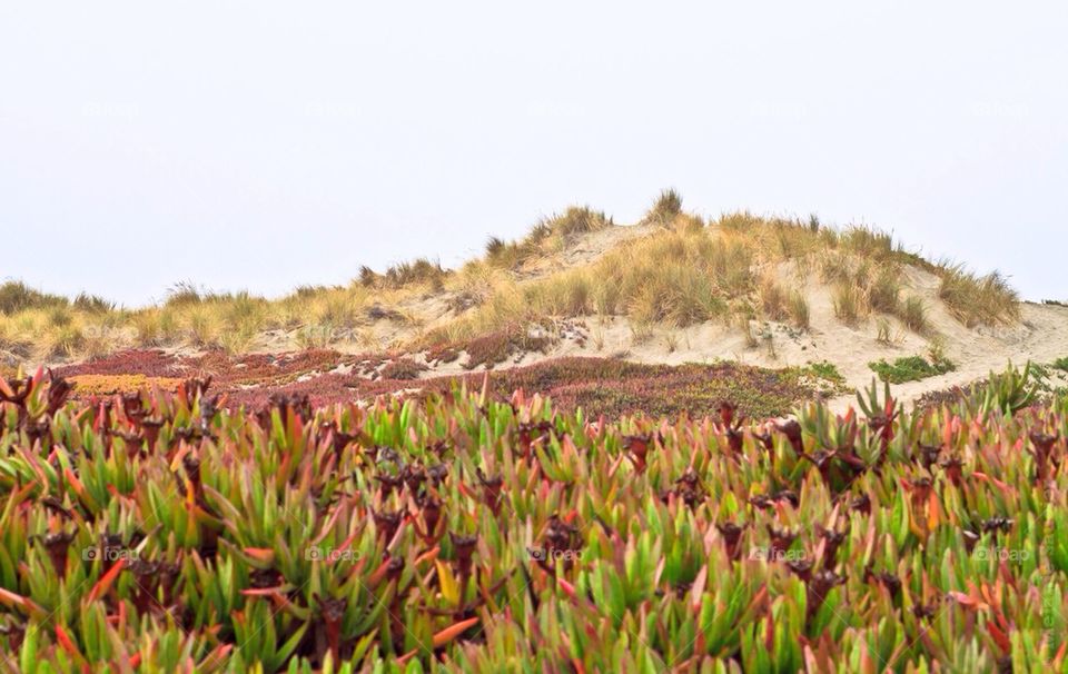 San Francisco Beach