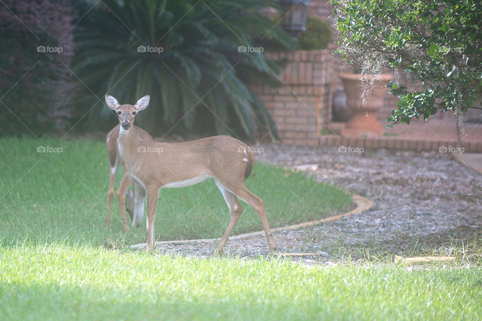 Alert deer staring out