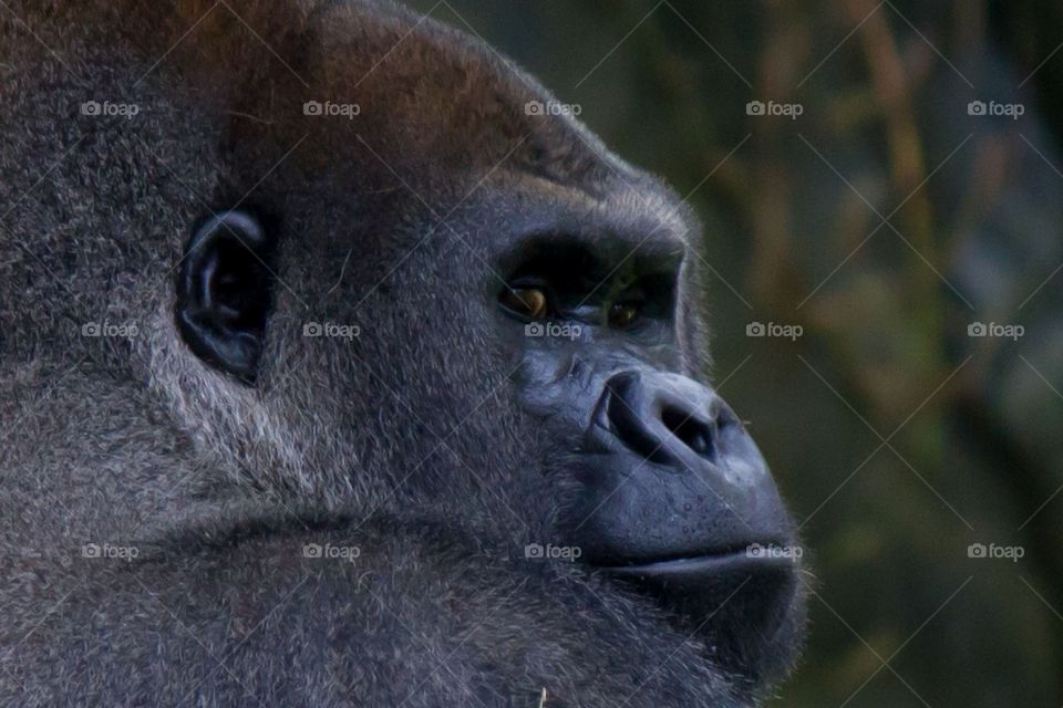 Gorilla looking at you