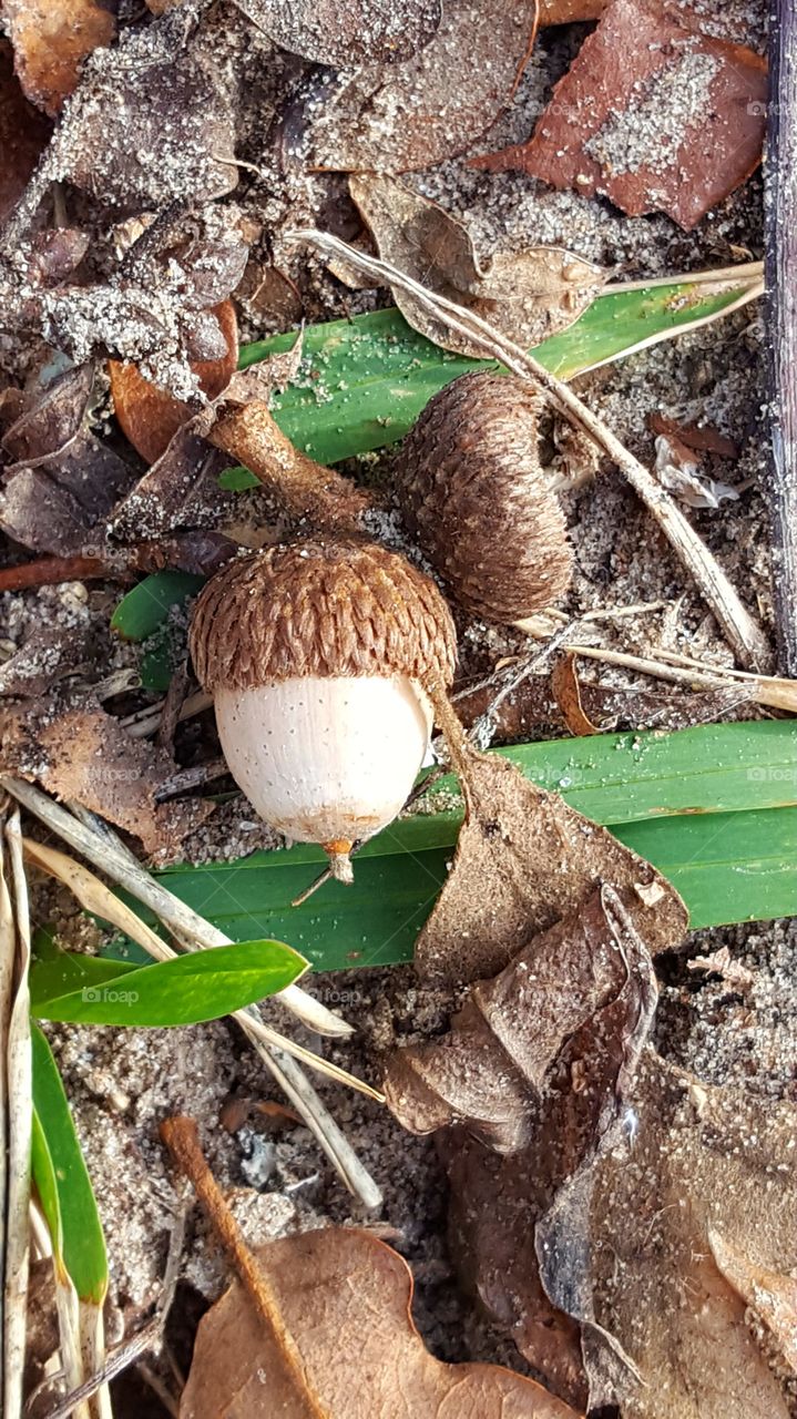 A close up of acorns on the ground.