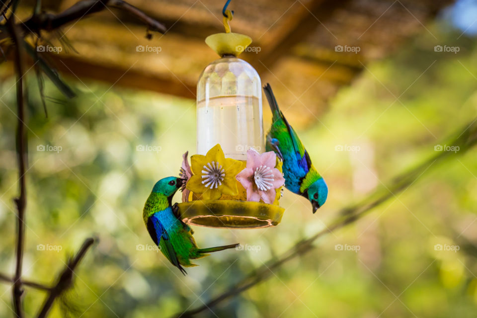Parakeet drinking water
