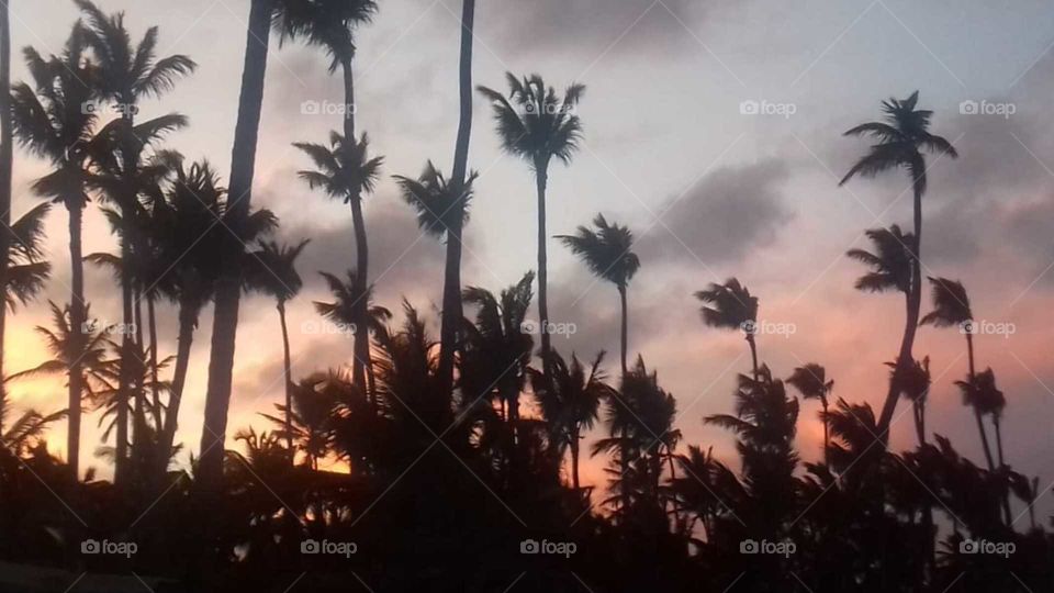 bright sunset in the tropics. silhouettes of palm trees against the background of the burning sun bright colors of the passing day