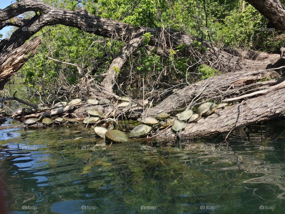 Riverside turtles