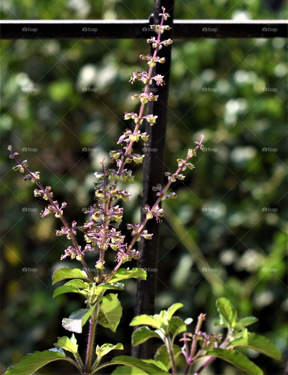 the holy basil flowers in the sunlight