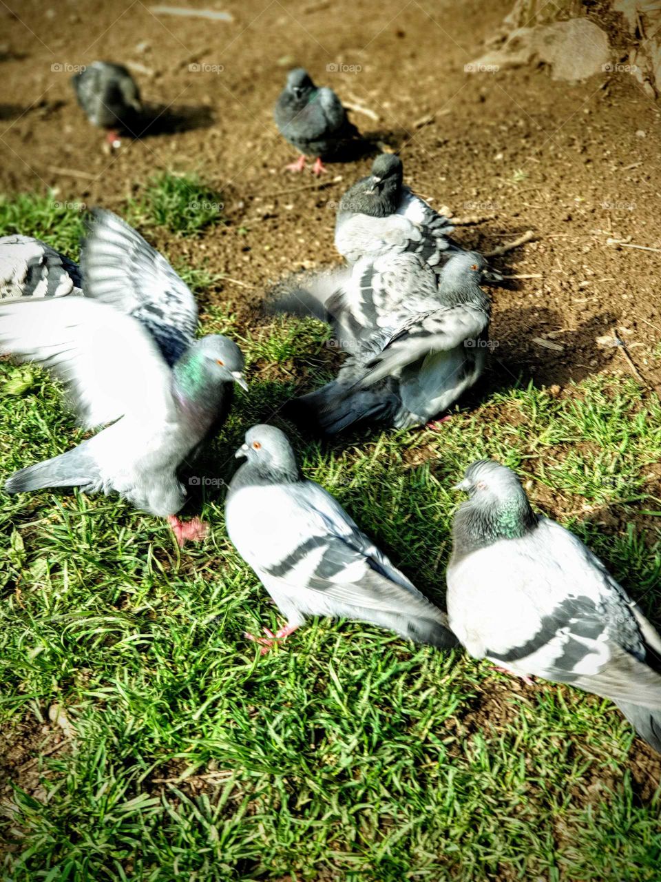 Pigeons