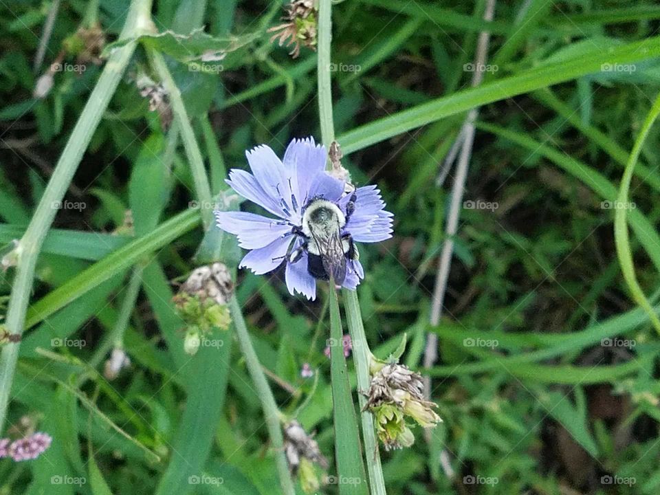 View from Above of Bumblebee on Chicory Flower