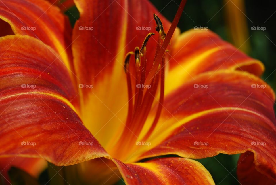 Close-up of orange day lily