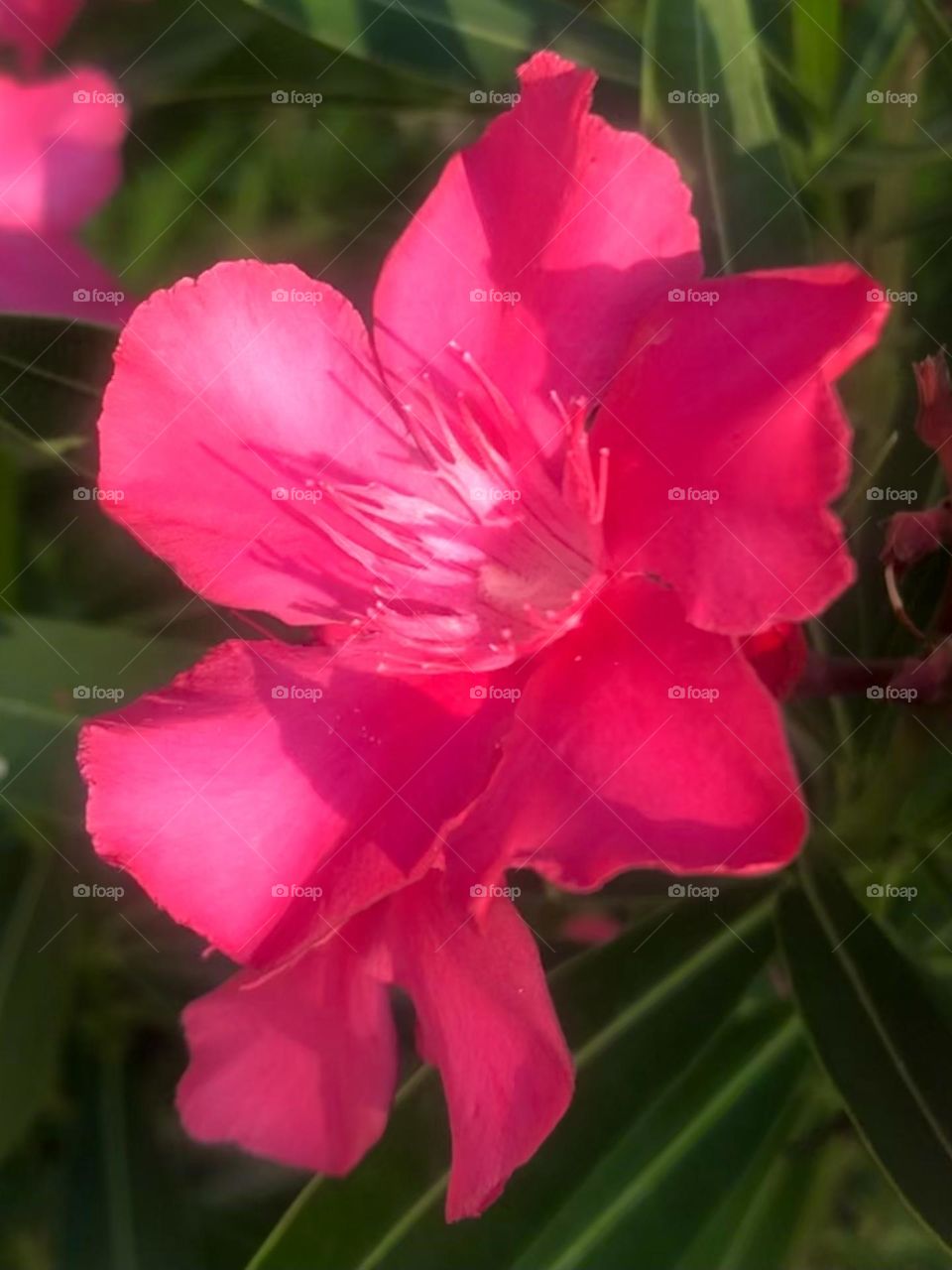 Pink oleanders at sunset at the bay house in Texas. 