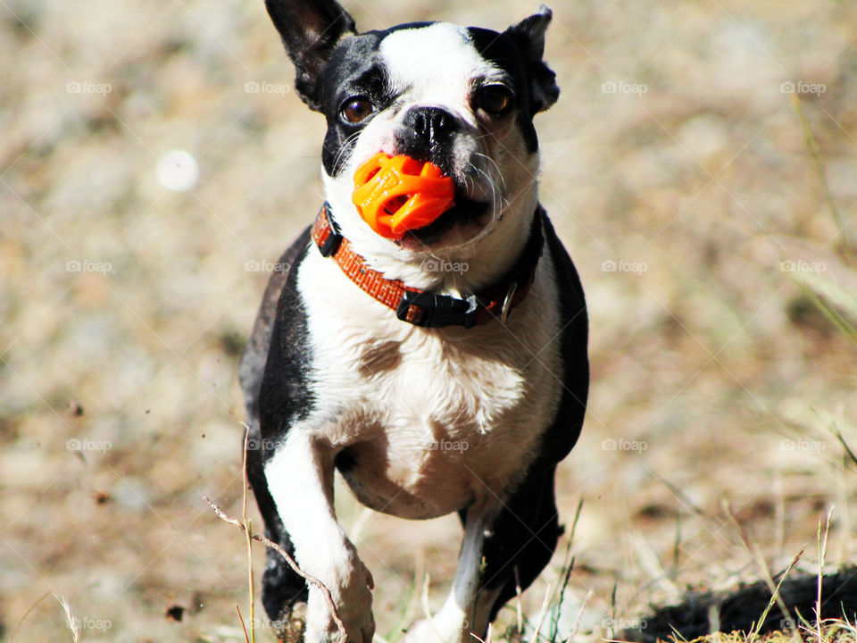 Puppy caught in full sprint back for another long distance throw. She loves to run but will only return the ball to me. You can see the dirt flying & the intensity in her eyes! This dog loves to run!