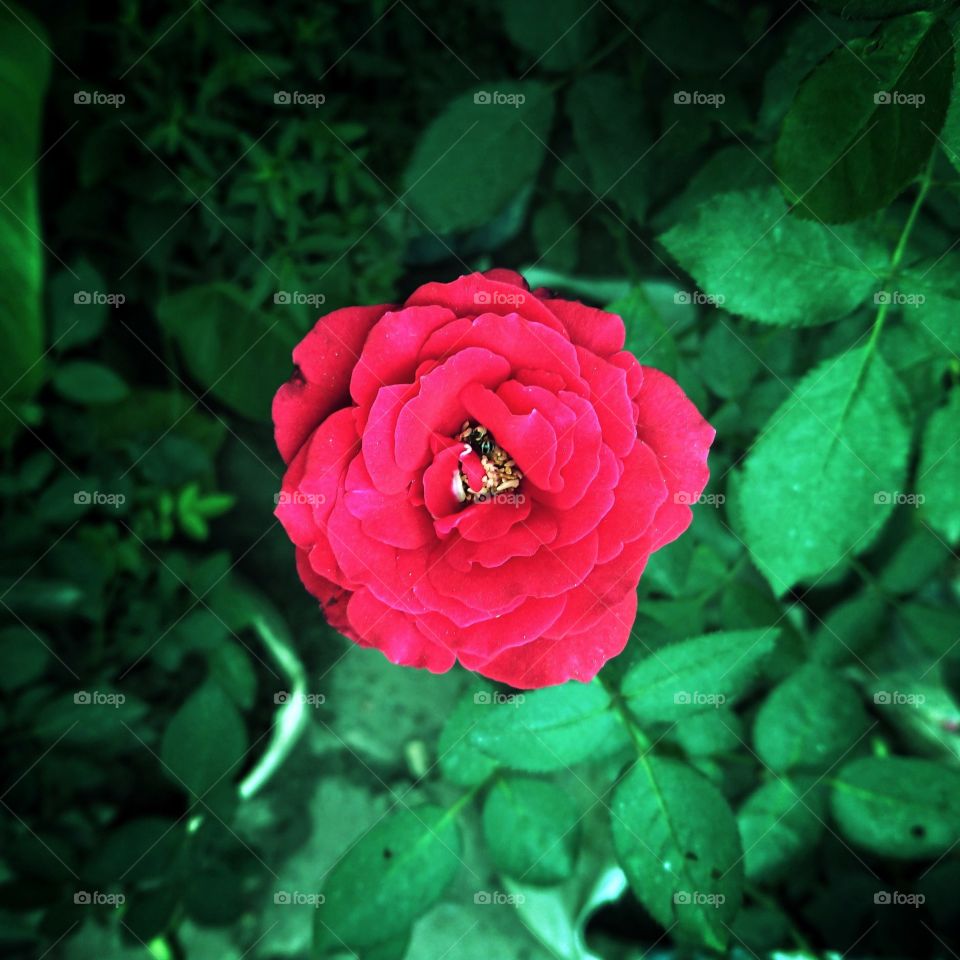 Rose 🌹