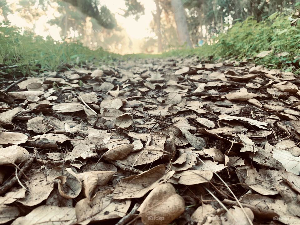 A path in the forest with dry leaves 