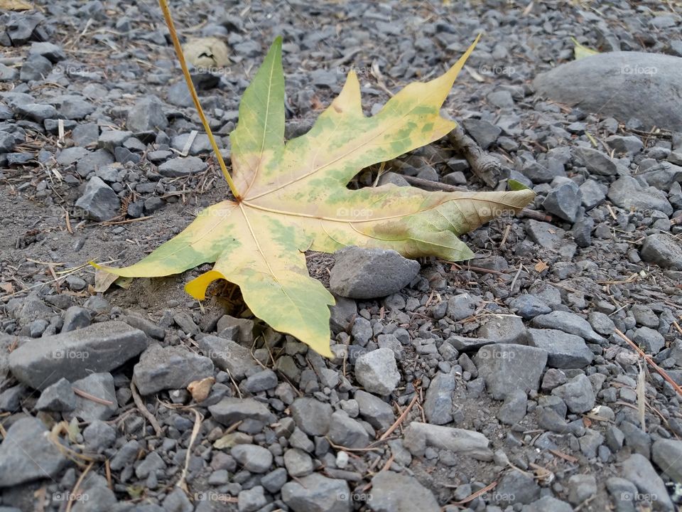 Turning maple leaf