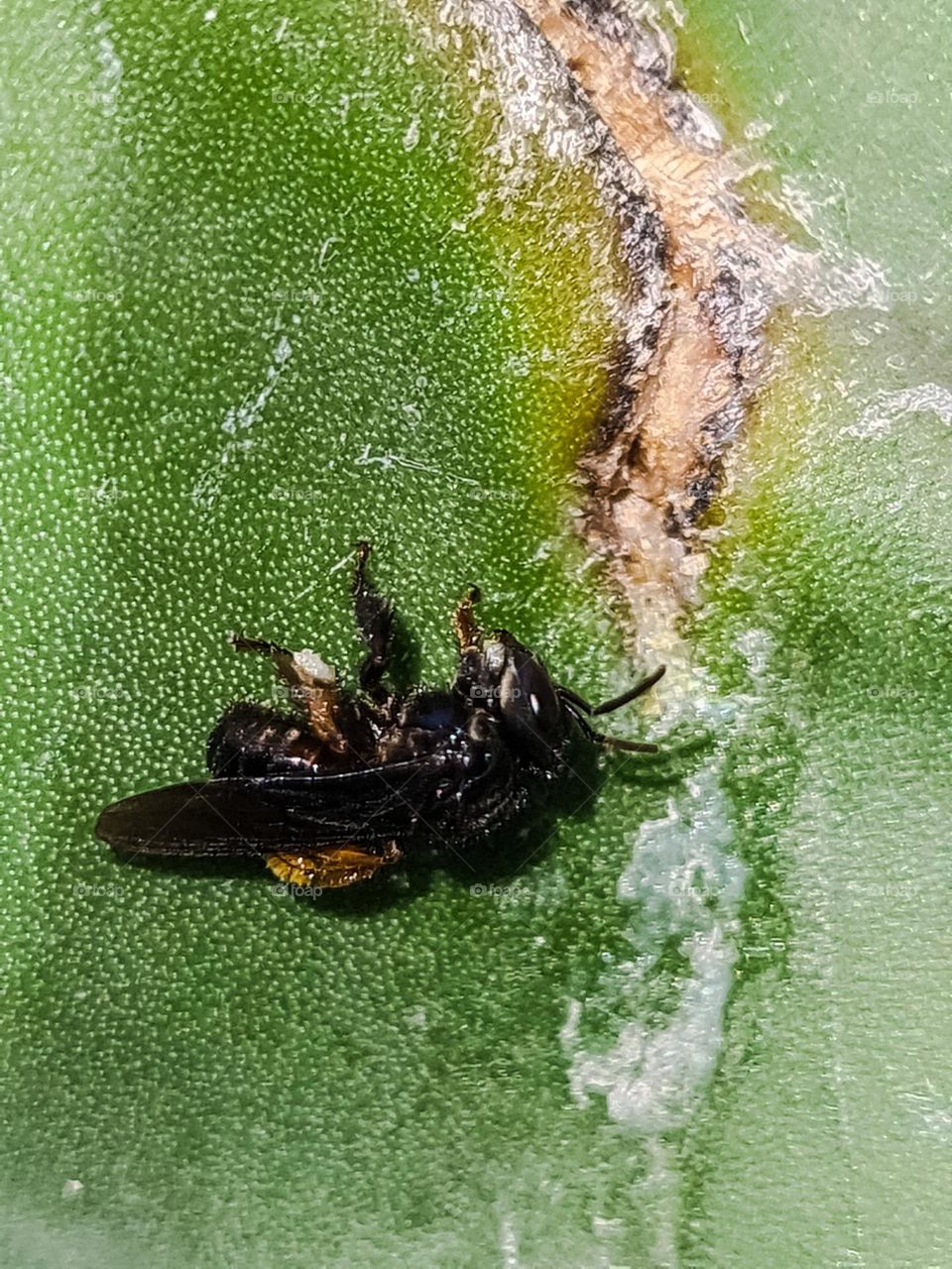 Bee enjoying cactus nectar