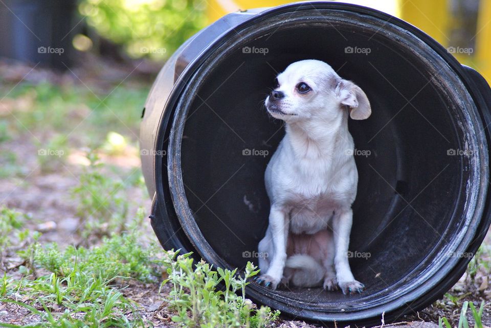 Chihuahua sitting inside the drum