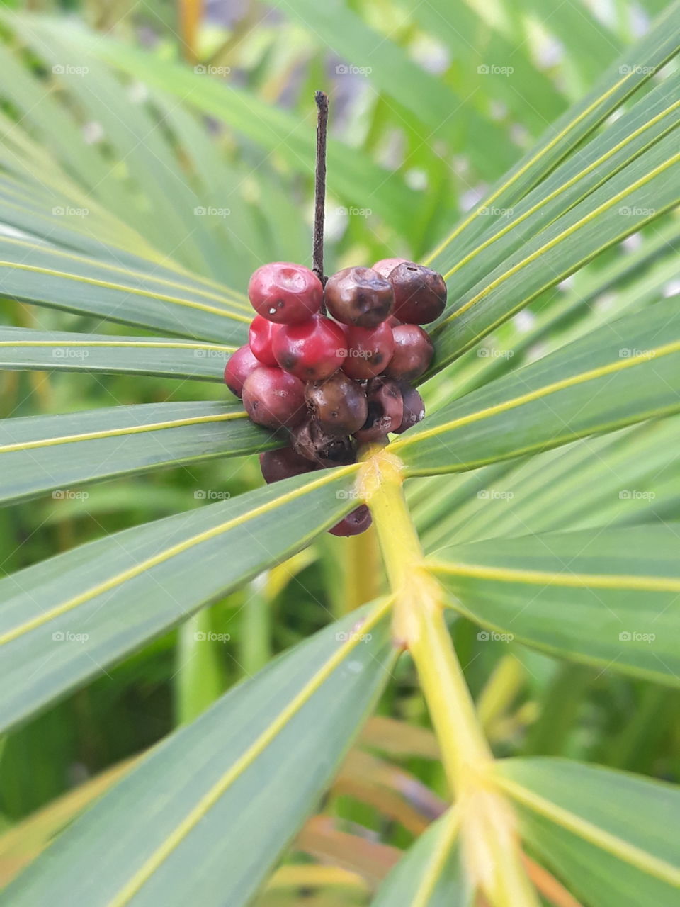 seeds on leaf