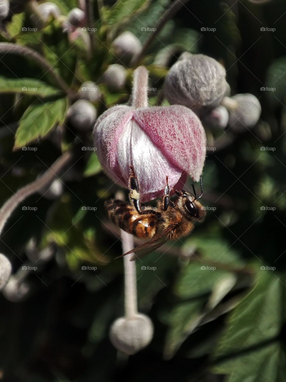 Macro photo of a flower growing in the garden