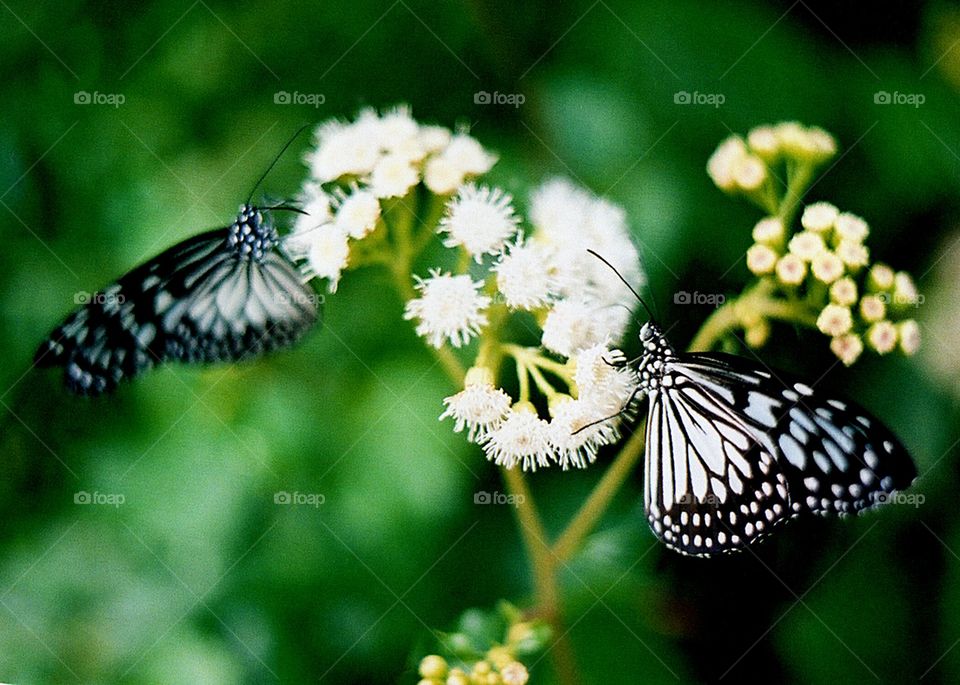 Two of a kind butterfly