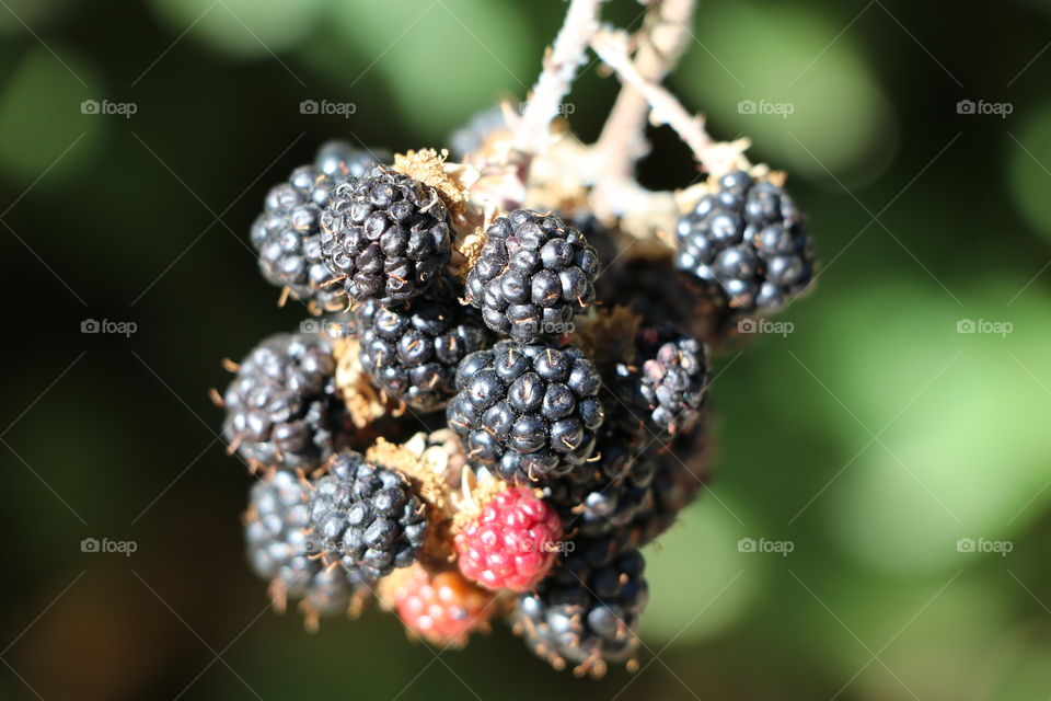 Black and red blackberry