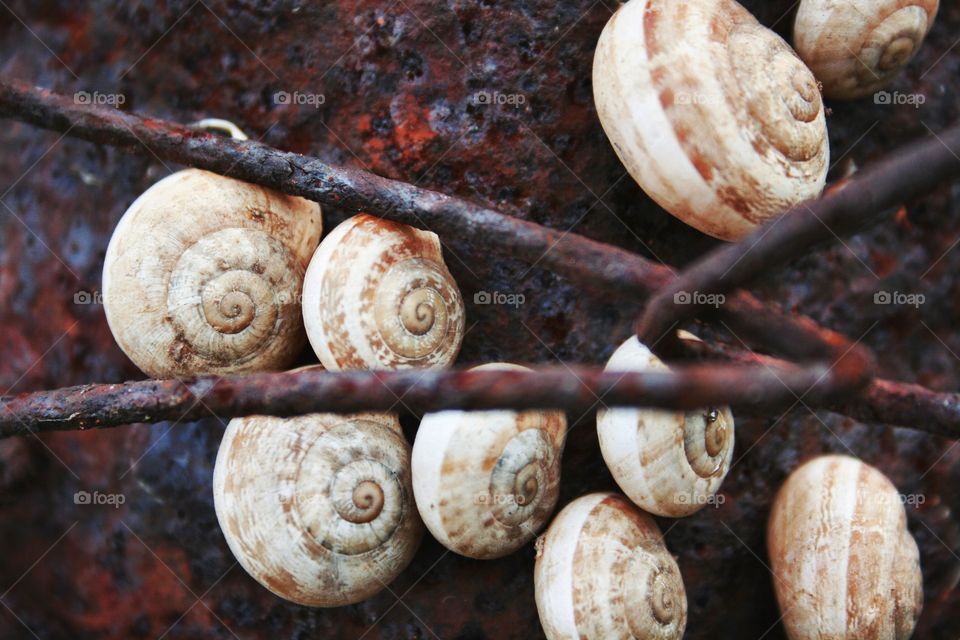 Nature in the City...
Cochleas on rusted wall.  