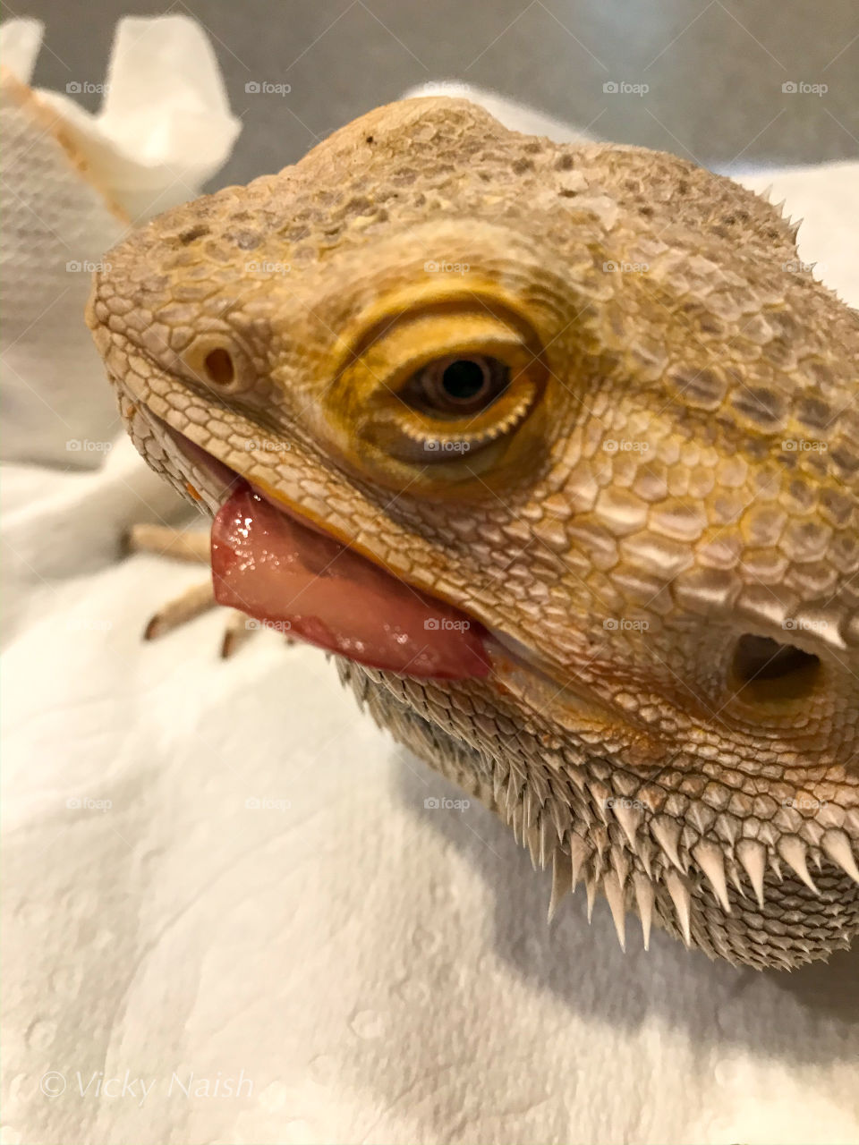 My Beardie love pieces of fruit to munch on. This is a slice of a red grape although it sort of looks like he’s sticking his tongue out at me. 