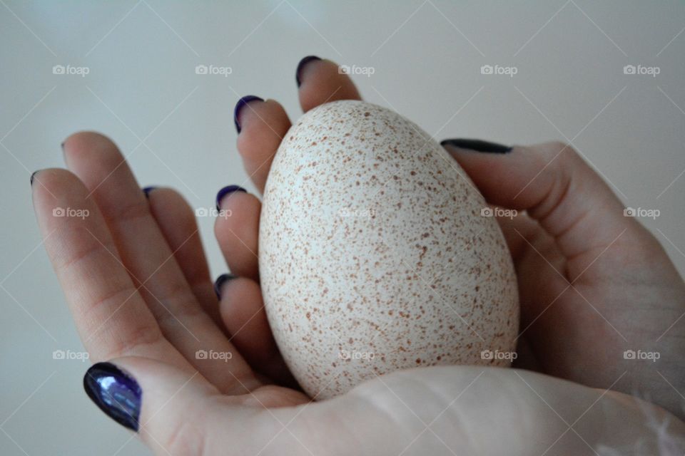 turkey egg in hands