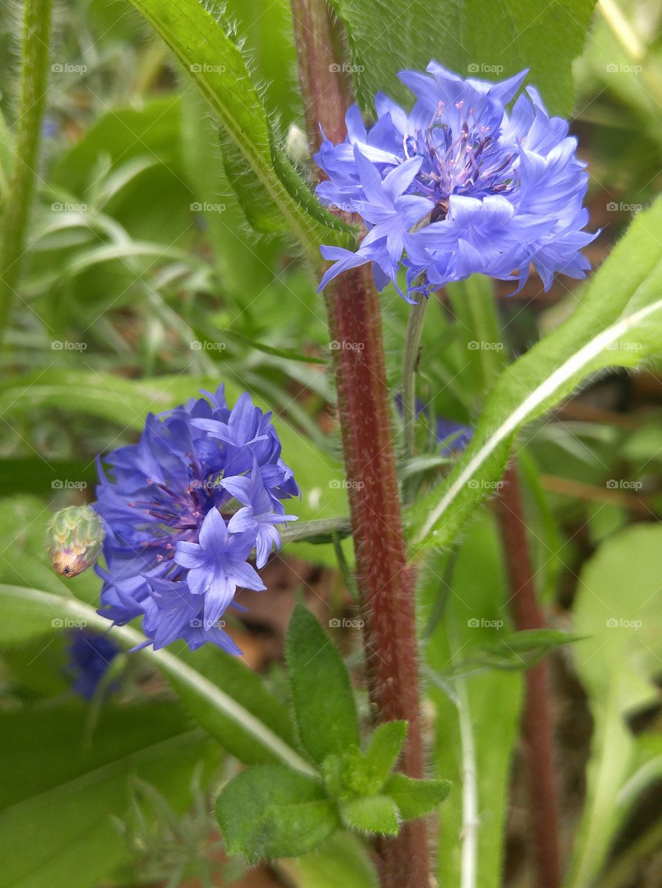 lantanas in bloom