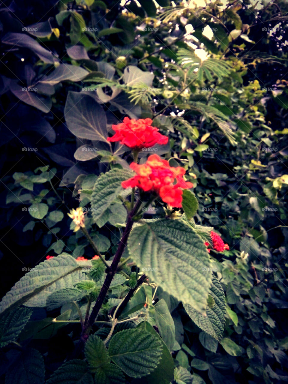 Red flower photos,pleasing photo of a wild red flower,a different red flower photo,beautiful flower beautiful photo,awesome red flower photo,number 1 wild flower photo,best flower flower photo, Colorful flower photos,no. 1 colour photo