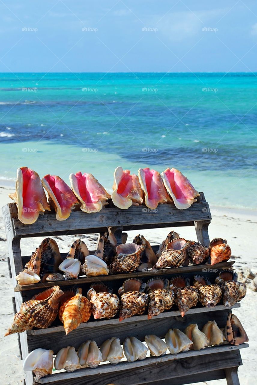 Conchs for Sale on the Beach, Turks and Caicos Islands