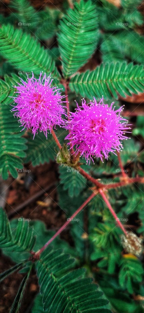 The flower of the thorny shy princess