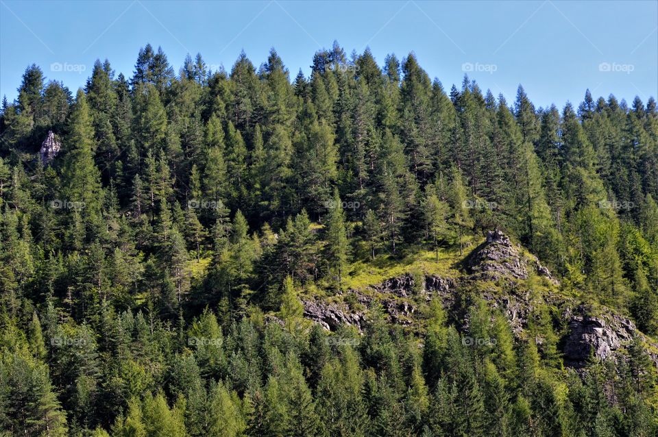 Forest in every season