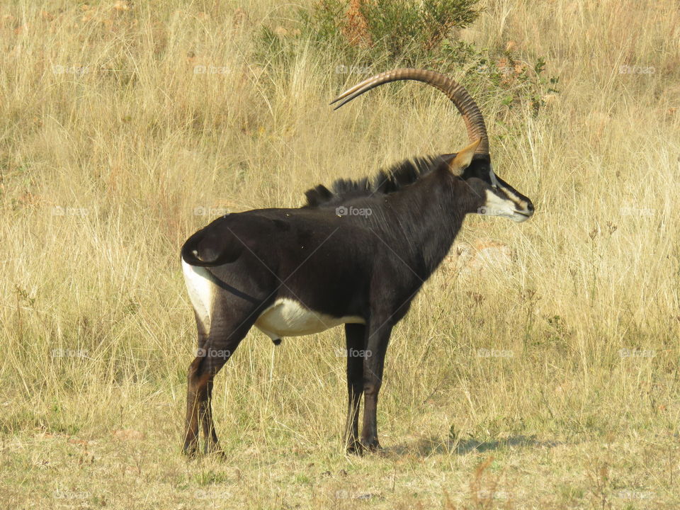 Magnificent sable bull