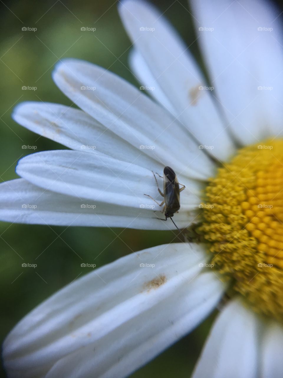 Insect on daisy