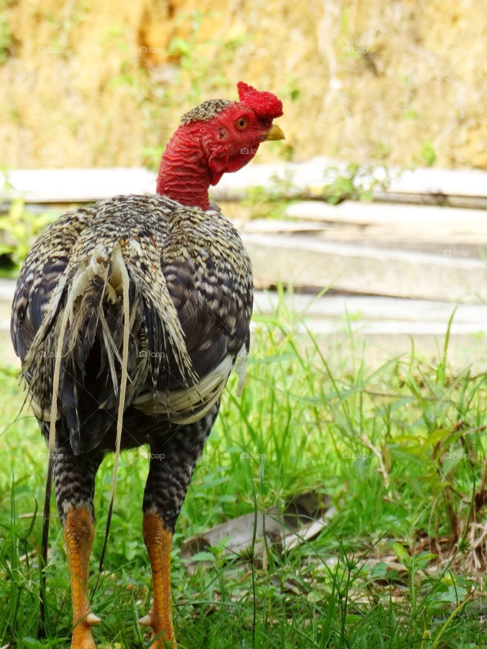 Close-up of turkey