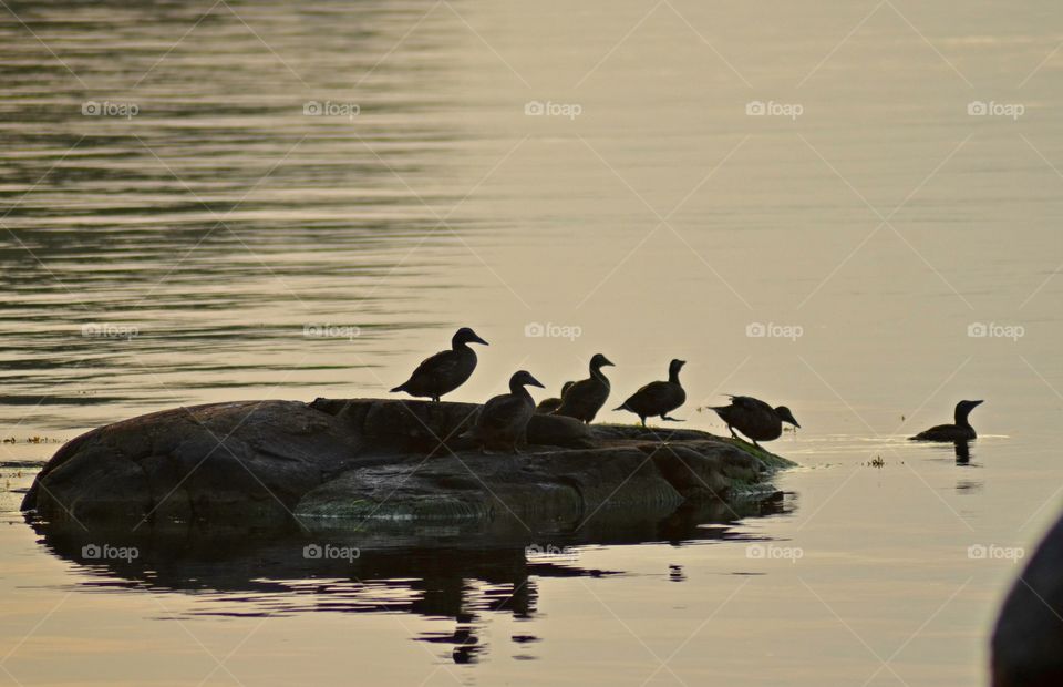 Taking a morning swim