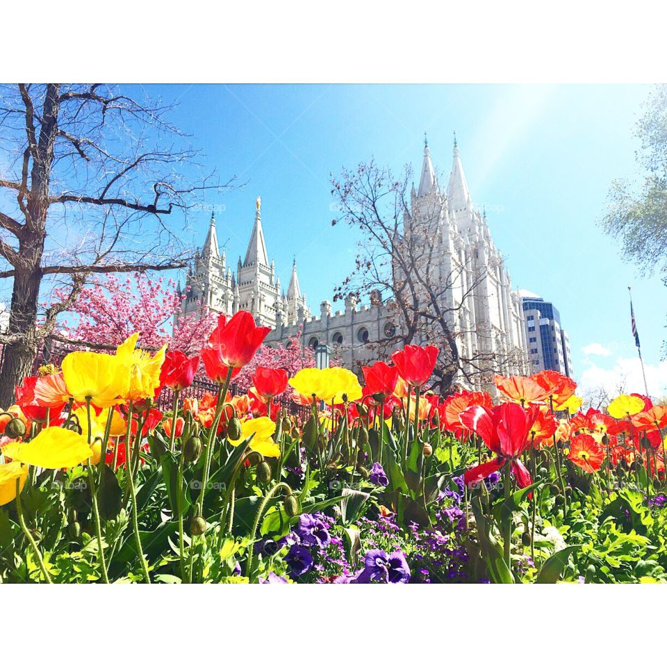 Spring at Temple Square