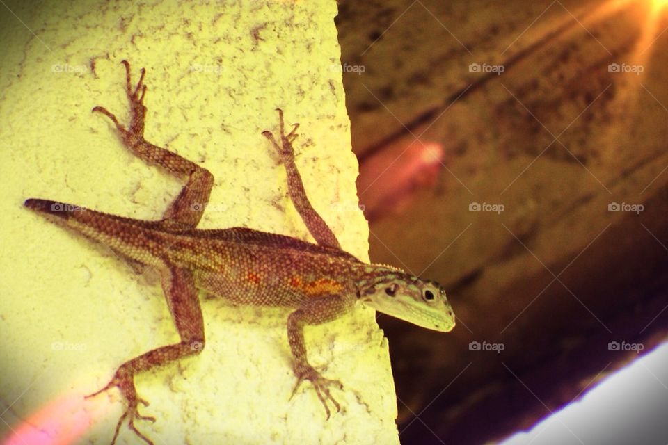 Lizard at home