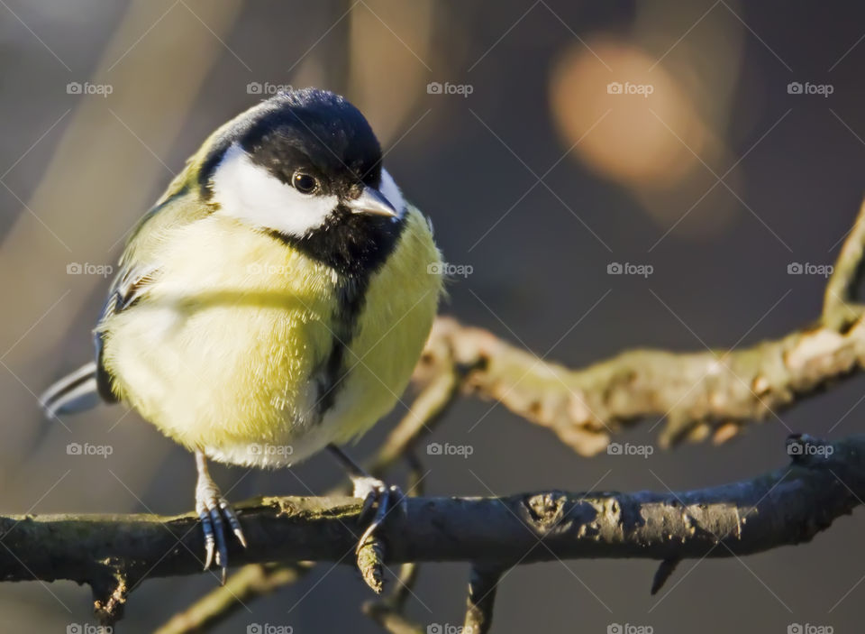 Tit (Parus major)