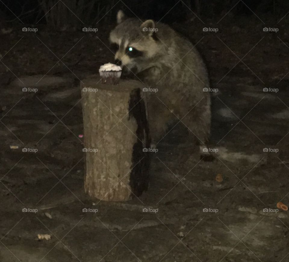 Raccoon eating a cupcake 