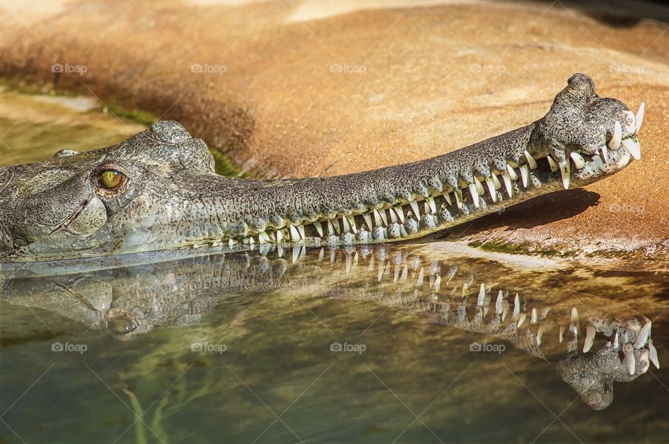 A Gharial resting his head on the river bank and basking in the sunshine.