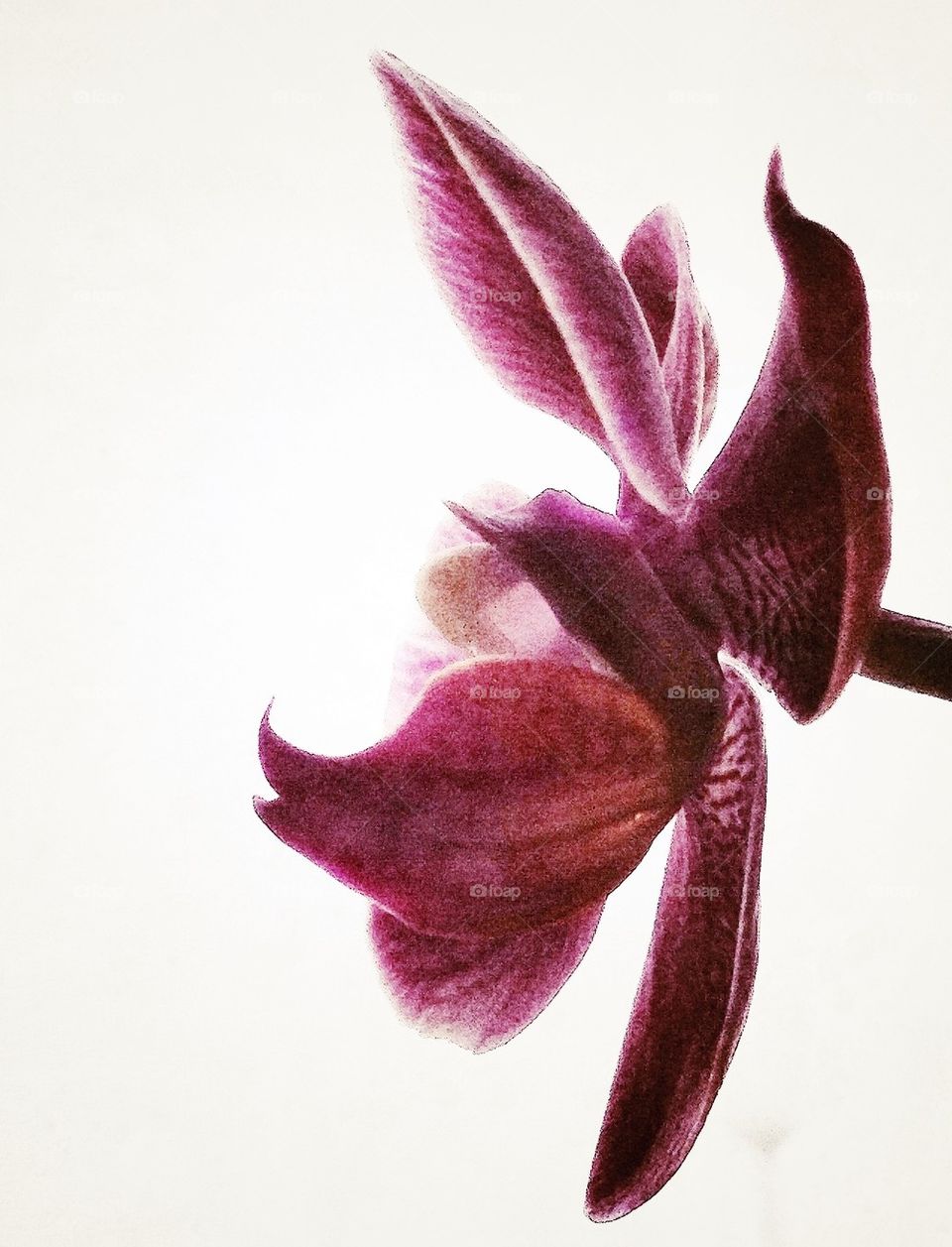 Nature in perfection