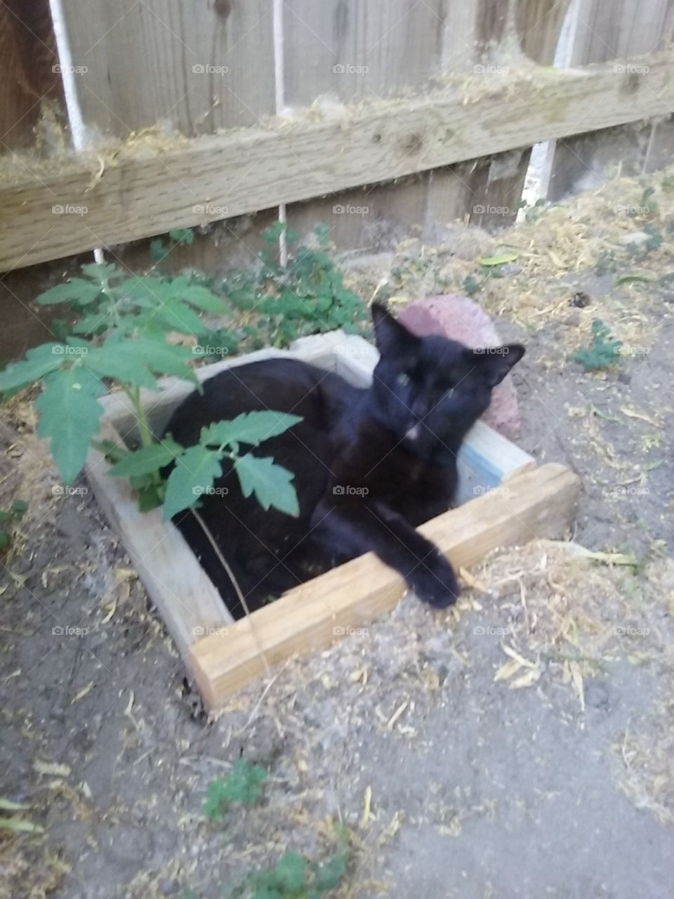 Cat in a garden box
