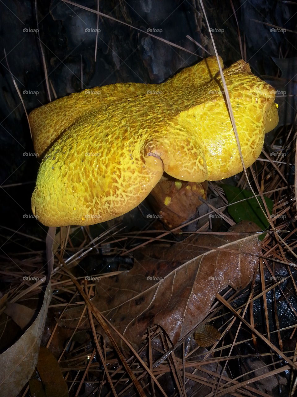 Yellow Mushroom