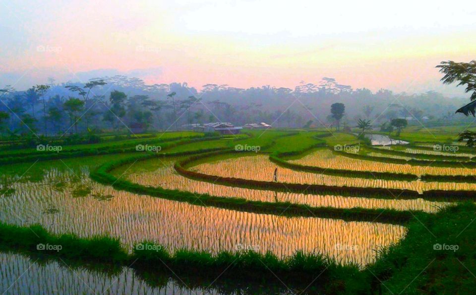 sawah