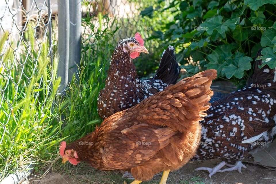 Two  free range chickens outside searching for food