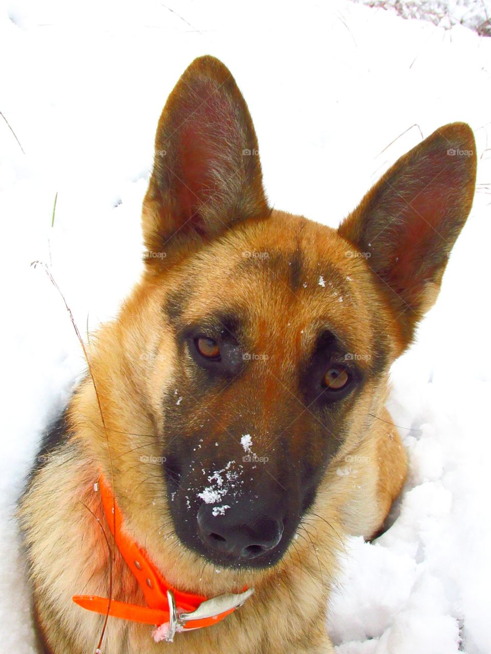 German shepherd dog covered in snow