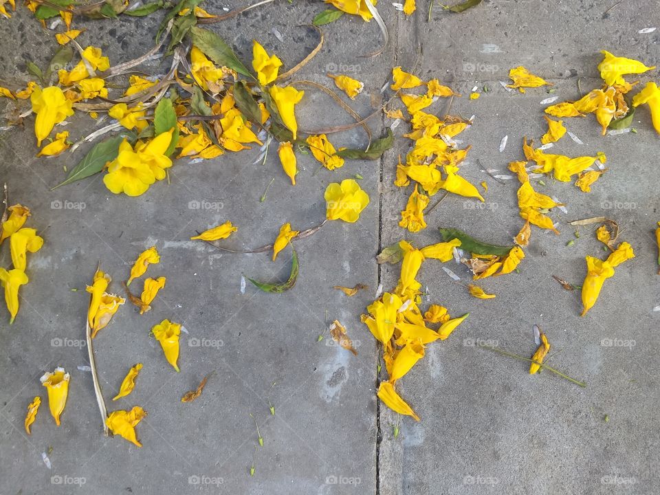 flores caídas