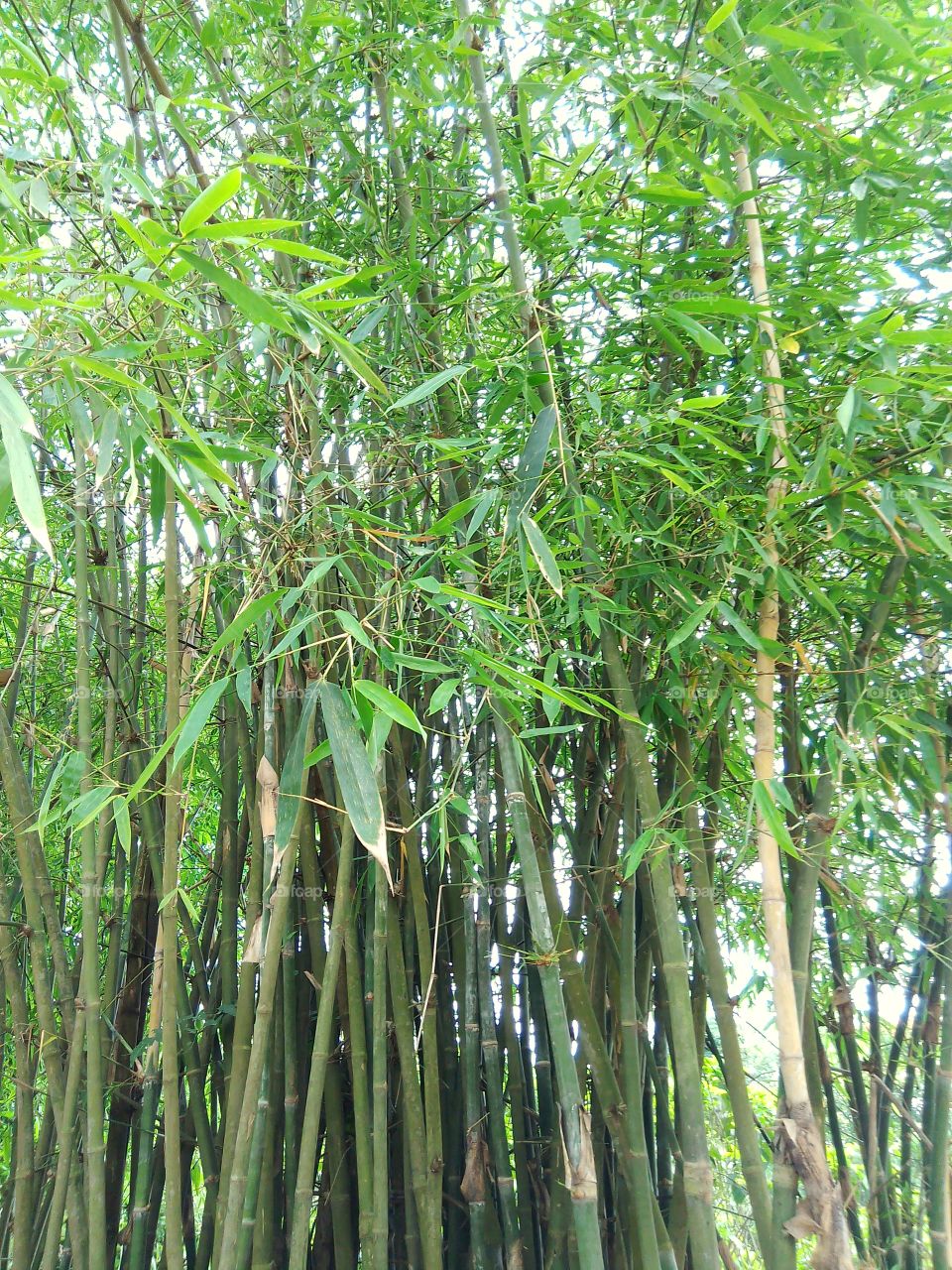 Fastest Growing Grass-Bamboo