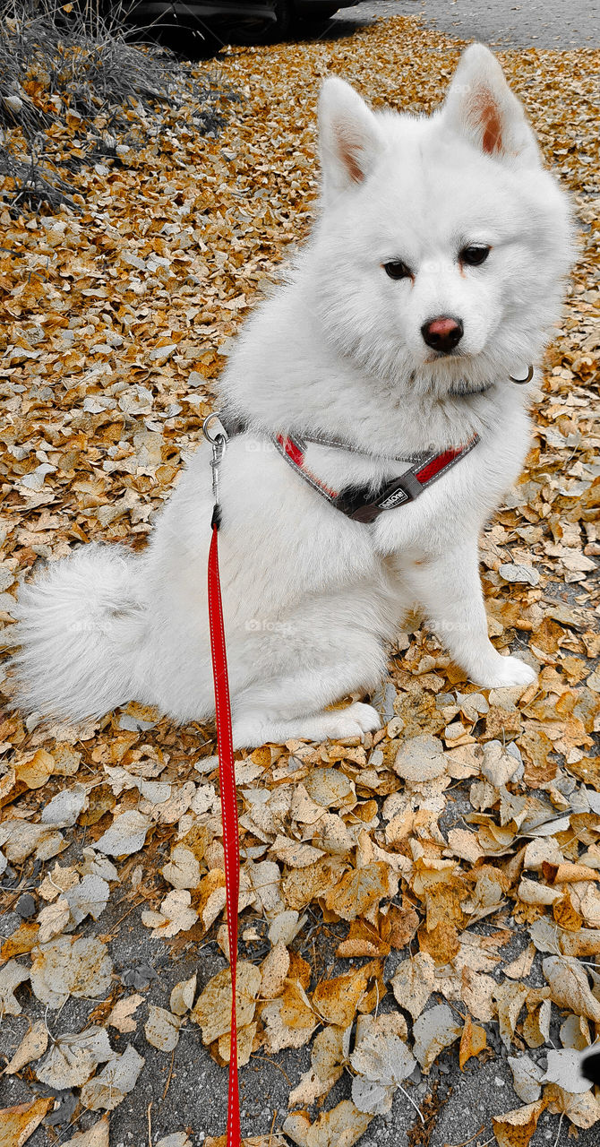 It`s autumn time!