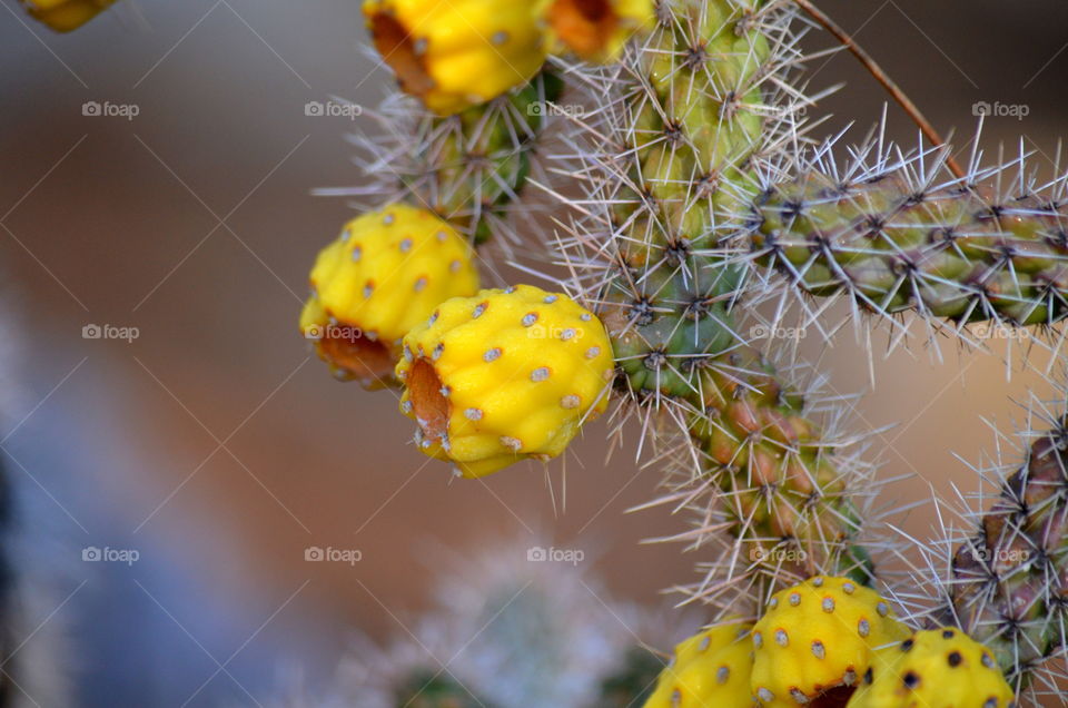 Cactus